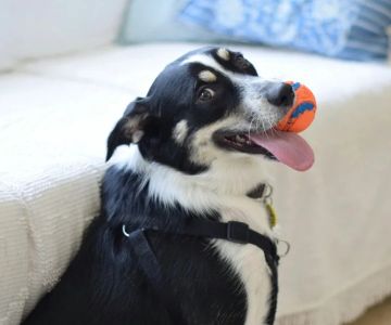 How to Improve Your Pet’s Mental Health with Enrichment Activities