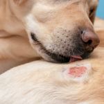 How to Spot and Treat Allergies in Cats and Dogs
