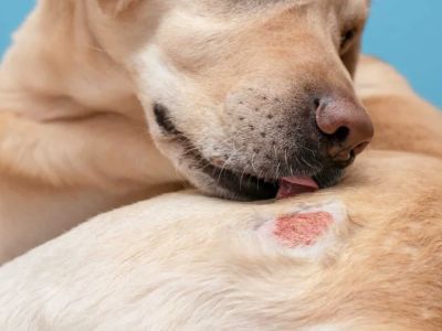 How to Spot and Treat Allergies in Cats and Dogs