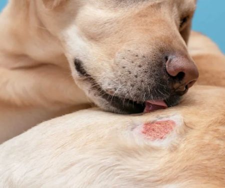 How to Spot and Treat Allergies in Cats and Dogs