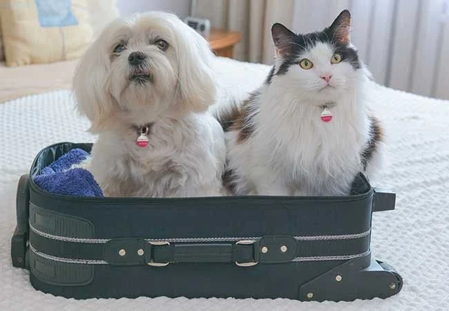How to Deal with Pet Stress During Traveling – Expert Tips to Help Your Pet Cope