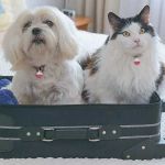 How to Deal with Pet Stress During Traveling – Expert Tips to Help Your Pet Cope