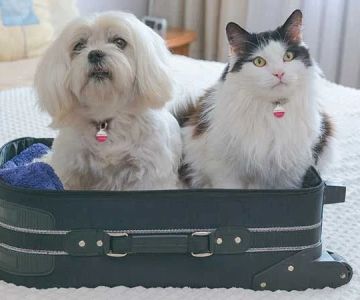 How to Deal with Pet Stress During Traveling – Expert Tips to Help Your Pet Cope