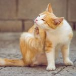How to Recognize and Treat Pet Allergies