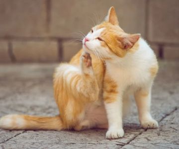 How to Recognize and Treat Pet Allergies