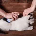 The Best Ways to Protect Your Pet from Fleas and Ticks