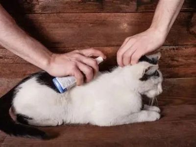 The Best Ways to Protect Your Pet from Fleas and Ticks