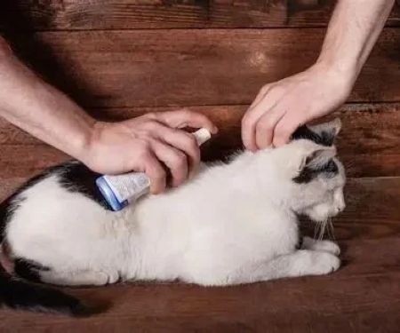 The Best Ways to Protect Your Pet from Fleas and Ticks