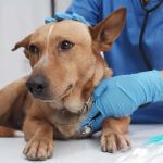 Understanding Pet Emergencies: What to Do