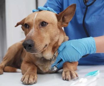 Understanding Pet Emergencies: What to Do
