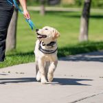 Understanding Pet Behavior: Training Tips and Techniques