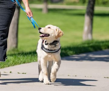 Understanding Pet Behavior: Training Tips and Techniques