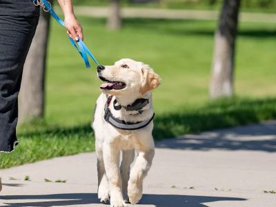 Understanding Pet Behavior: Training Tips and Techniques