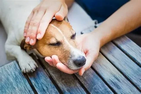 How to Manage Your Pet’s Chronic Pain with Alternative Therapies