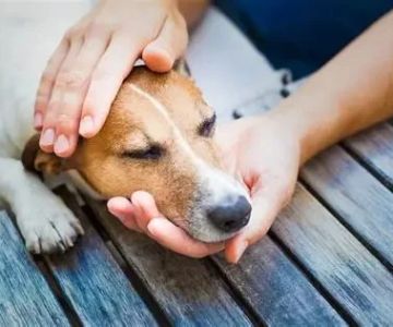 How to Manage Your Pet’s Chronic Pain with Alternative Therapies