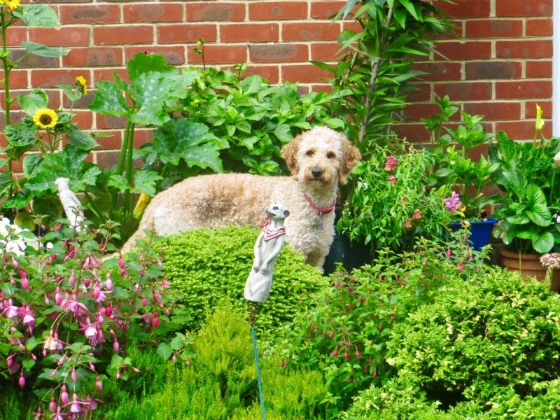 How to Build a Pet-Friendly Garden: Tips for Safe Outdoor Spaces