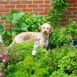 How to Build a Pet-Friendly Garden: Tips for Safe Outdoor Spaces