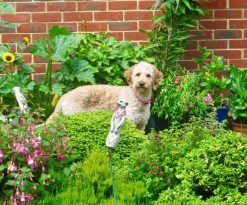 How to Build a Pet-Friendly Garden: Tips for Safe Outdoor Spaces