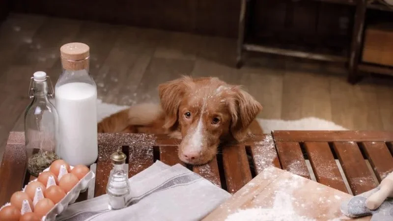 How to Keep Your Pet Safe from Household Poisons