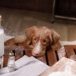 How to Keep Your Pet Safe from Household Poisons