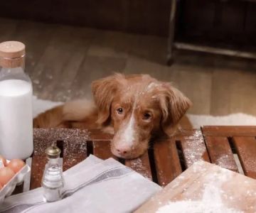 How to Keep Your Pet Safe from Household Poisons