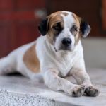 How to Recognize and Treat Joint Pain in Older Pets: A Complete Guide