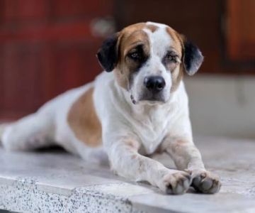 How to Recognize and Treat Joint Pain in Older Pets: A Complete Guide