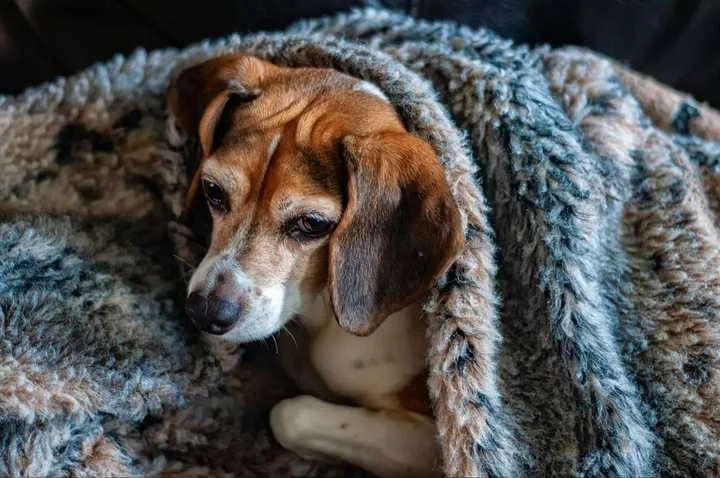 How to Recognize and Treat Hypothermia in Pets: A Guide for Pet Owners