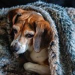 How to Recognize and Treat Hypothermia in Pets: A Guide for Pet Owners