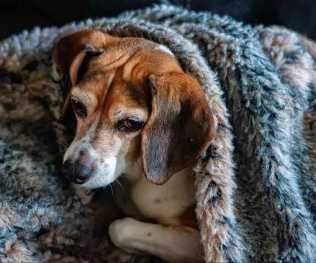 How to Recognize and Treat Hypothermia in Pets: A Guide for Pet Owners
