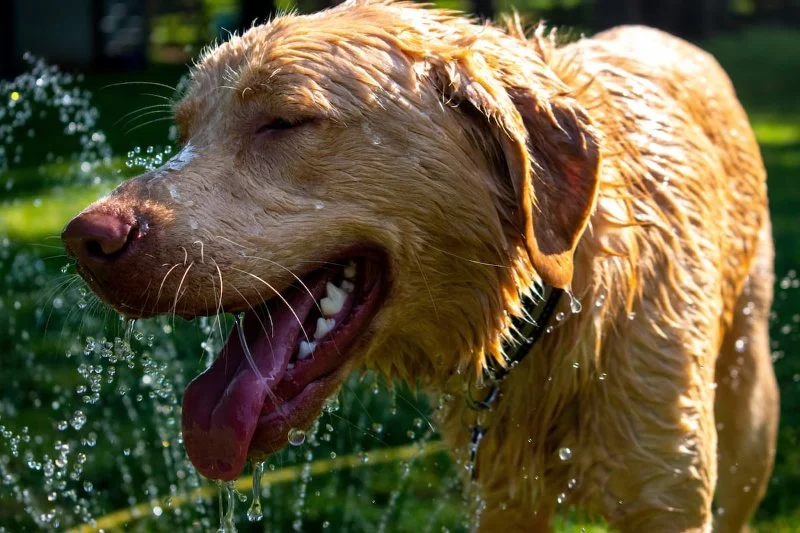 How to Recognize and Treat Heatstroke in Pets: A Comprehensive Guide