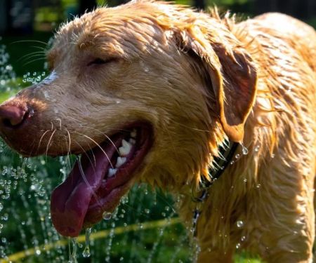 How to Recognize and Treat Heatstroke in Pets: A Comprehensive Guide