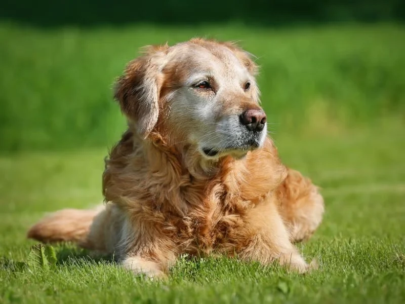 How to Recognize and Treat Arthritis in Senior Pets
