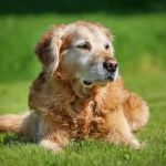 How to Recognize and Treat Arthritis in Senior Pets