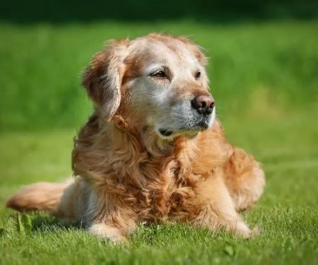 How to Recognize and Treat Arthritis in Senior Pets