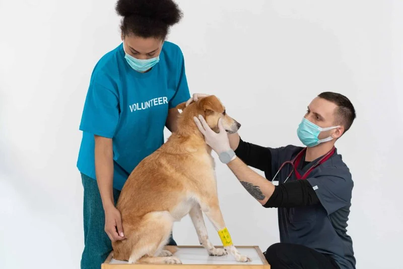 How to Train Your Pet to Be Comfortable with Veterinary Visits – A Step-by-Step Guide
