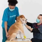 How to Train Your Pet to Be Comfortable with Veterinary Visits – A Step-by-Step Guide