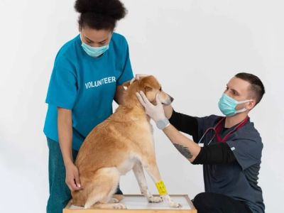 How to Train Your Pet to Be Comfortable with Veterinary Visits – A Step-by-Step Guide