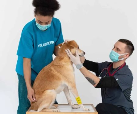 How to Train Your Pet to Be Comfortable with Veterinary Visits – A Step-by-Step Guide