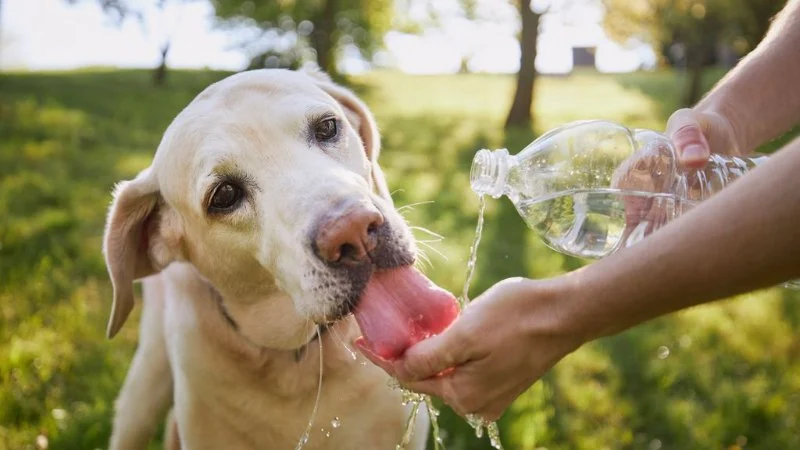 How to Spot and Treat Dehydration in Pets | Brothers Pets