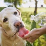 How to Spot and Treat Dehydration in Pets | Brothers Pets