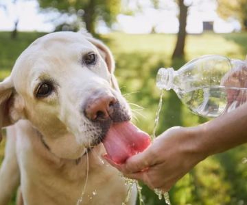 How to Spot and Treat Dehydration in Pets | Brothers Pets