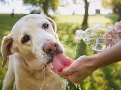 How to Spot and Treat Dehydration in Pets | Brothers Pets