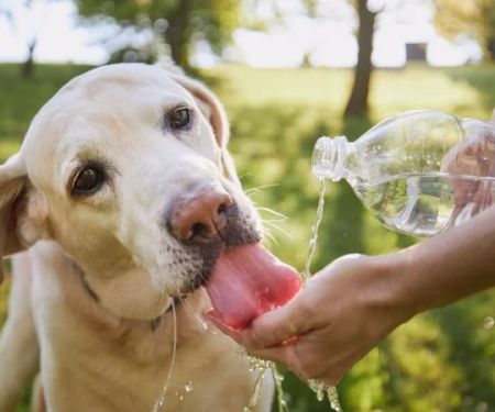 How to Spot and Treat Dehydration in Pets | Brothers Pets