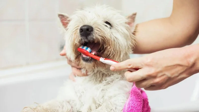 How to Keep Your Pet’s Teeth Clean and Healthy Between Vet Visits | Brothers Pets