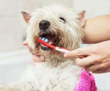 How to Keep Your Pet’s Teeth Clean and Healthy Between Vet Visits | Brothers Pets