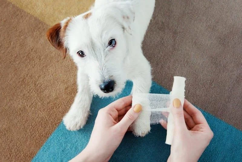 How to Recognize and Treat Common Pet Injuries - Expert Guide