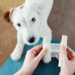 How to Recognize and Treat Common Pet Injuries - Expert Guide