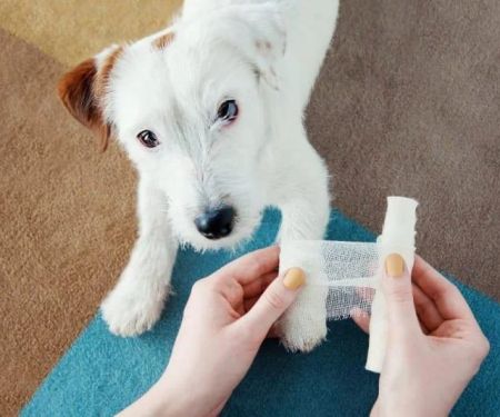 How to Recognize and Treat Common Pet Injuries - Expert Guide