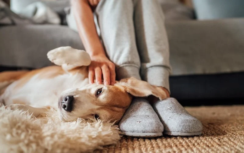 How to Manage Your Pet's Stress and Anxiety Effectively